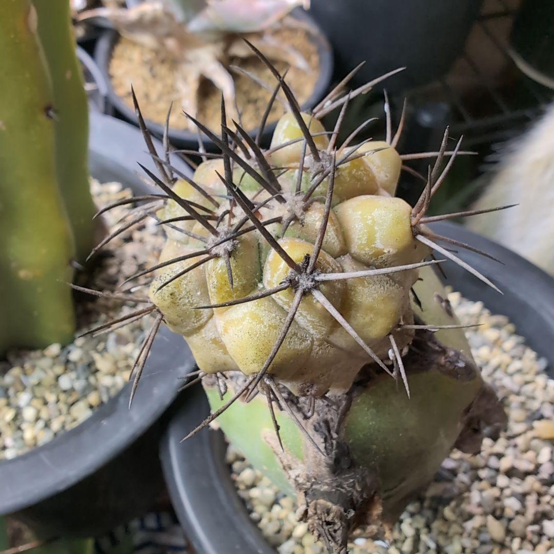 専用　輸入球　コピアポア　黒王丸錦　かき仔　接ぎ木　鉢ごと送料込み