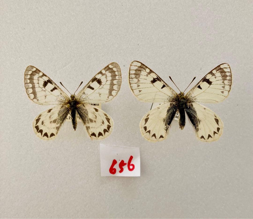 【パルナシウス】ハニングトン・ミカエル（1ペア・チベット産）