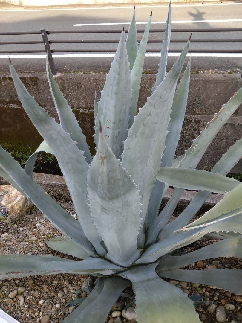 アガベ　アメリカーナ2株　大株　大型